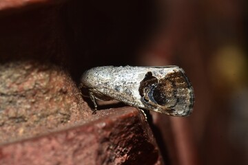 Closeup of a beauttiful Moth in nature, Thailand. Macro image of a colorful moth.