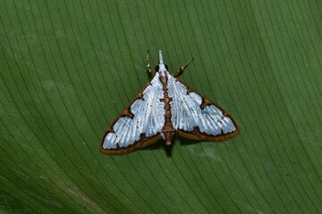 Closeup of a beauttiful Moth in nature, Thailand. Macro image of a colorful moth.