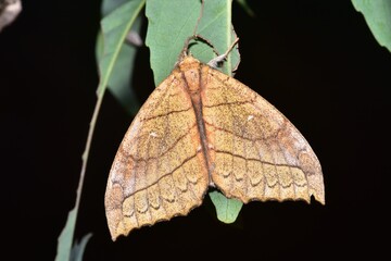 Closeup of a beauttiful Moth in nature, Thailand. Macro image of a colorful moth.