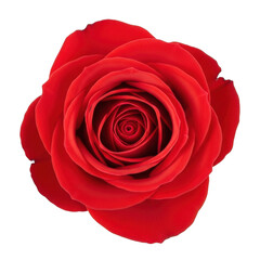 Naklejka premium A vibrant red rose with intricate petals and a deep, rich hue isolated on transparent background