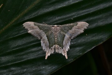 Closeup of a beauttiful Moth in nature, Thailand. Macro image of a colorful moth.