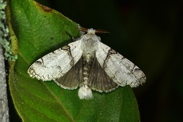 Closeup of a beauttiful Moth in nature, Thailand. Macro image of a colorful moth.
