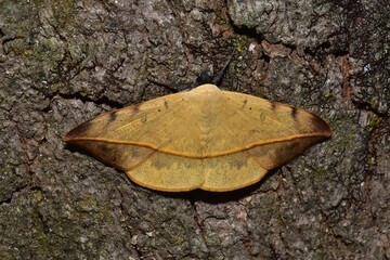 Closeup of a beauttiful Moth in nature, Thailand. Macro image of a colorful moth.