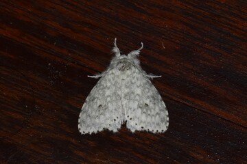 Closeup of a beauttiful Moth in nature, Thailand. Macro image of a colorful moth.
