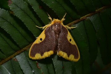 Closeup of a beauttiful Moth in nature, Thailand. Macro image of a colorful moth.