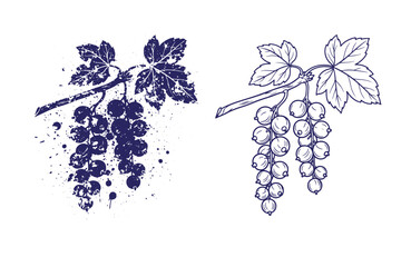 Grunge texture Two blue illustrations of grape clusters with leaves on white background  fruit and vine elements Vintage Style