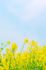 	見頃の菜の花と爽やかの青空｜縦構図