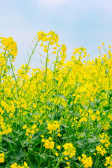 満開の菜の花｜縦構図