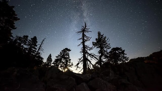 Silhouetted pine trees against a vibrant starry night sky and the Milky Way