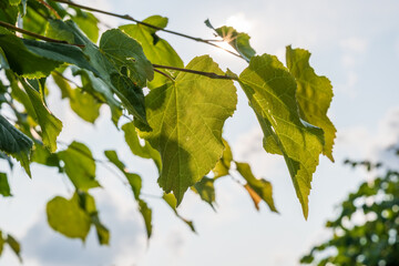 Nature of green leaf in garden at summer. Natural green leaves plants using as spring background cover page environment ecology