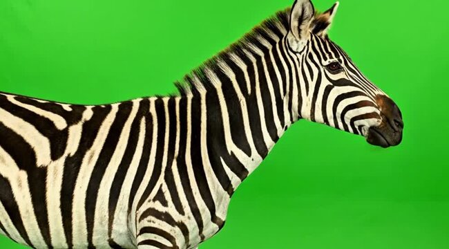 Artistic studio portrait of a rare quagga-like equid with distinctive brown and black stripes.
