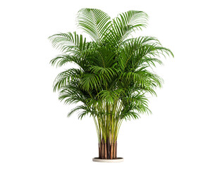 Obraz premium A vibrant indoor flower plant, areca palm on transparent or white background (2)