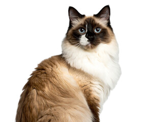 Fototapeta premium Birman Cat on high quality transparent background png
