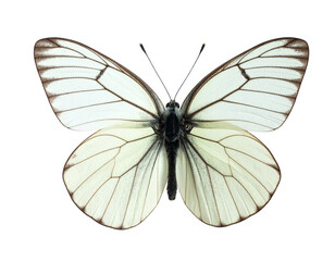 Fototapeta premium A white butterfly isolated on a transparant background. Perfect for nature, wildlife, (2)