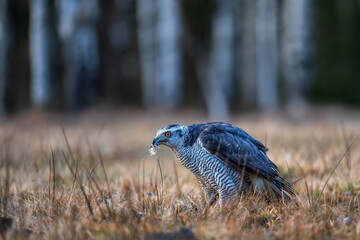 Northern goshawk on a ground. European northern goshawk is from the goshawk family. Northern goshawk is bird of prey. 