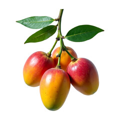 A cluster of ripe mangos hangs from a green stem
