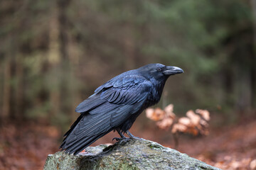 Fototapeta premium Common Raven (Corvus corax) on a stone 