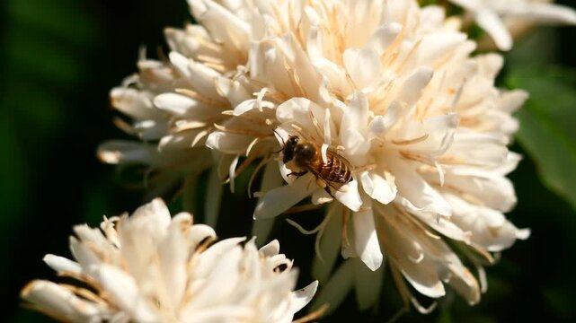 Eastern or Asiatic or Asian honey bee fliing to seeking nectar on Robusta coffee blossom on tree plant with green leaf with black color in background. Petals and white stamens of blooming flowers