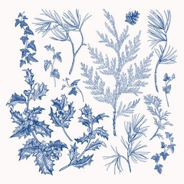 Winter plant set. Blue ink vintage botanical elements: holly, pine, cedar, ivy, berries and pinecones. Hand-drawn isolated illustrations for Christmas design.