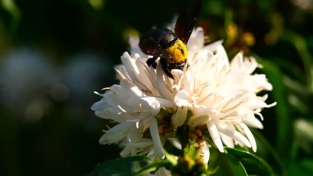 Eastern carpenter Bee fliing to seeking nectar in Robusta coffee blossom on tree plant with green leaf. Petals and white stamens of blooming flowers, Yellow hair and black stripes on bumblebee