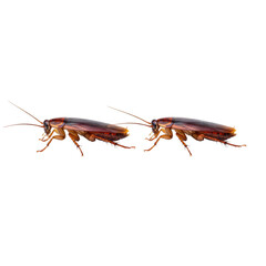 Fototapeta premium two reddish-brown german cockroaches, segmented legs and antennae visible, walk in a single file line, isolated on white with high-key lighting, detailed observation of pest infestation