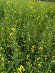 Fototapeta premium Field of yellow mustard flowers in bloom with lush green stalks and leaves under a soft natural light