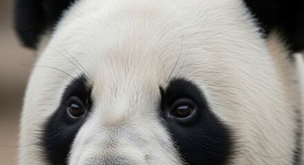 Obraz premium A close-up view of a panda bear's face showing detailed fur and facial features in a wildlife setting