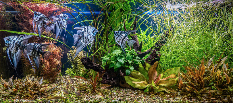 Freshwater aquarium with snags, tropical fish and water plants.
