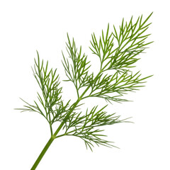 Fototapeta premium Dill plant isolated on transparent background with green leafy branches