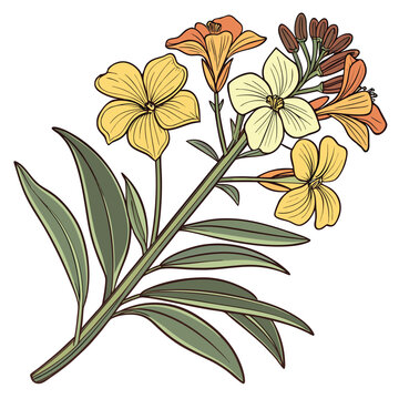 western wallflower vector on white background
