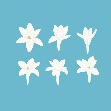 A collection of six tuberose flower icons in a minimalist   illustration style.