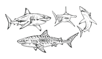 Fototapeta premium Black And White Line Of Four Distinct Shark Species Swimming Sharks Marine Fish Wildlife