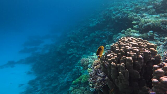 Colorful coral reef slope with one butterfly fish swimming above 