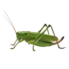 Ultra photorealistic macro shot of a bright emerald green bush-cricket with iridescent highlights, posed on a transparent background, showcasing detailed anatomy. Scientific specimen study concept