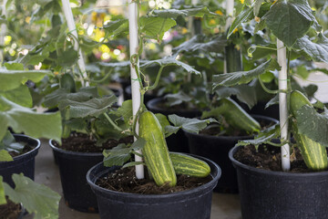Fresh green cucumber plant growing in pot. close up of striped organic vegetable seedling cultivation for gardening. Healthy food harvest in summer backyard