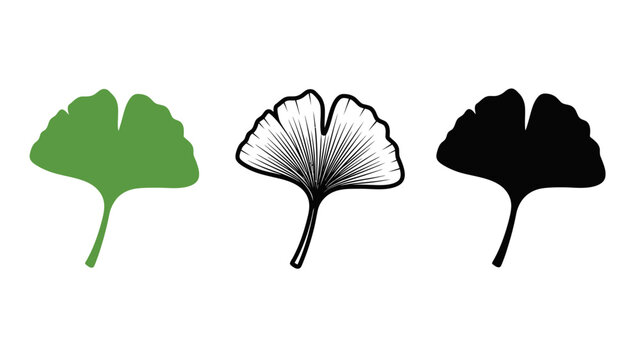 Ginkgo leaves vector icon set with green and black silhouettes