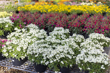 Obraz premium Cheerful view of white alyssum flower pots for sale at garden center. Colorful plants in background create vibrant scene, perfect for spring planting at nursery