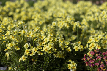 Obraz premium Vibrant field of small yellow flower in beautiful garden. This cheerful floral background shows delicate petal and green leaf in bright natural sunlight on spring day