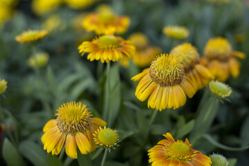 Naklejka premium Cheerful yellow sneezeweed flower blooming in vibrant summer garden. This beautiful close up with soft focus background captures delicate detail of each petal in nature