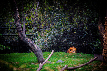Male lion resting among trees in zoo enclosure  © LUCAS