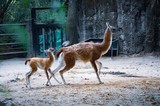 Guanaco mother walking with baby in wildlife enclosure

