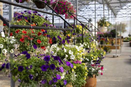 Cheerful view inside greenhouse or garden center with colorful petunia flower selection in hanging basket. Beautiful plant bloom at nursery during spring time