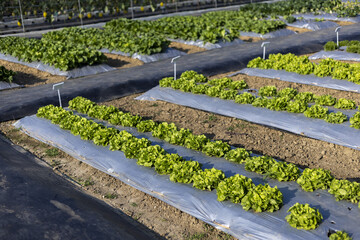 Green lettuce vegetable growing in neat rows on farm field. Modern agriculture cultivation with plastic mulch and an irrigation system. sense of orderly growth and fresh food