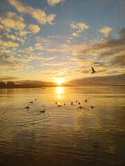 Fototapeta premium Sunset with ducks on water golden landscape, calm, background, wallpaper
