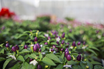 Vibrant purple chili pepper plant growing fresh in lush garden. Colorful ornamental vegetable with small green leaf and white flower, peaceful and natural background