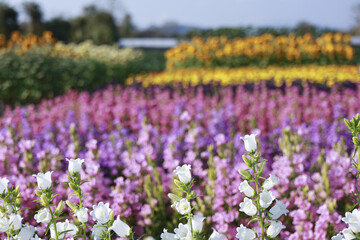 Obraz premium Beautiful, vibrant flower field with purple, white, and yellow bloom in peaceful garden. This serene nature landscape background evokes feeling of calm and freshness