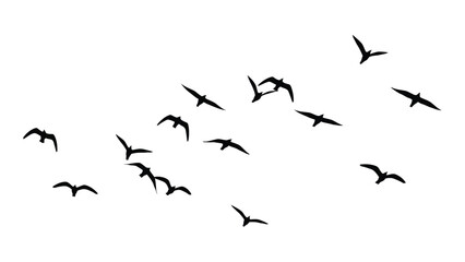 Fototapeta premium A flock of birds in flight against a white background Vector