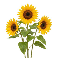Obraz premium Three vibrant sunflowers with bright yellow petals and dark centers isolated on transparent background