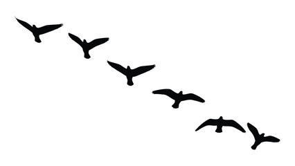 A flock of birds in flight, captured in a dynamic and artistic silhouette. Vector