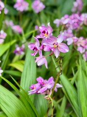 Ground orchid, as known as purple orchid, spathoglottis